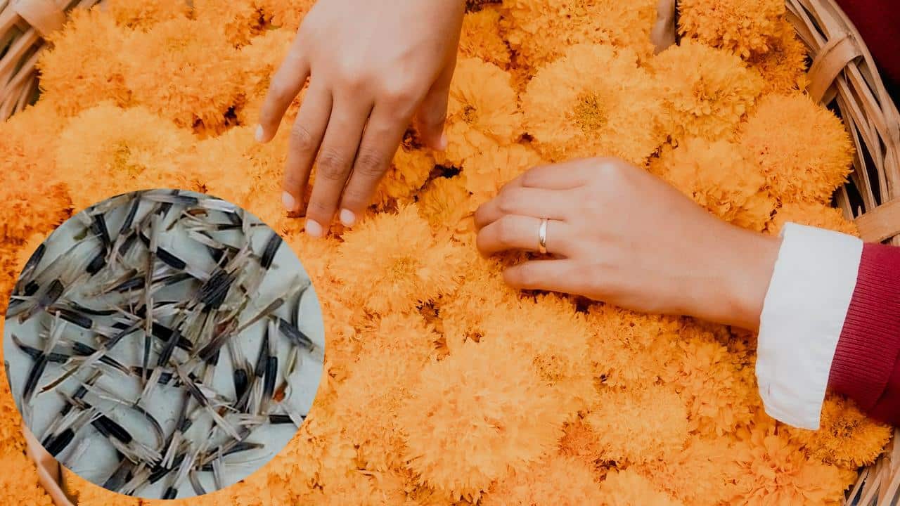 guardar semillas para sembrar cempasúchil