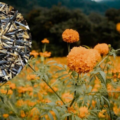almacenar semillas de flor de cempasúchil