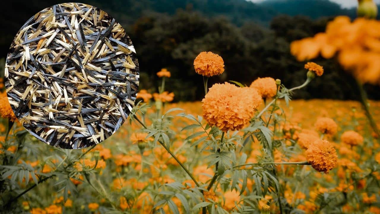 almacenar semillas de flor de cempasúchil