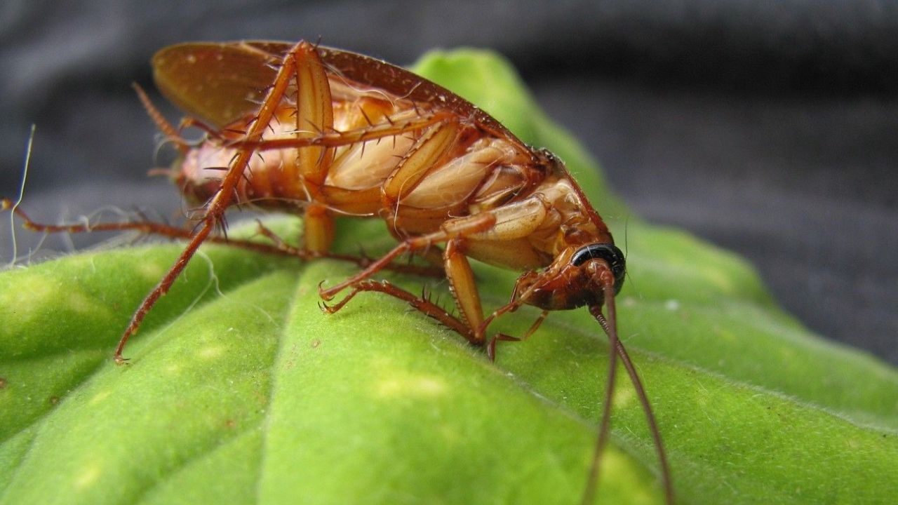 Aceite de neem para eliminar cucarachas