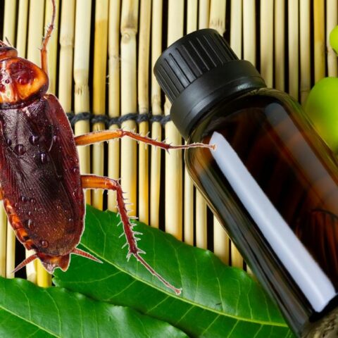 Aceite de neem para eliminar cucarachas