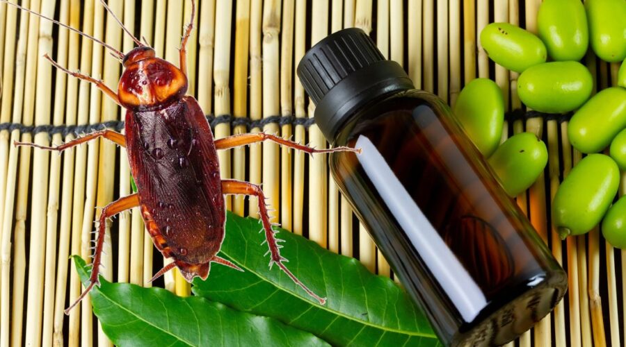 Aceite de neem para eliminar cucarachas