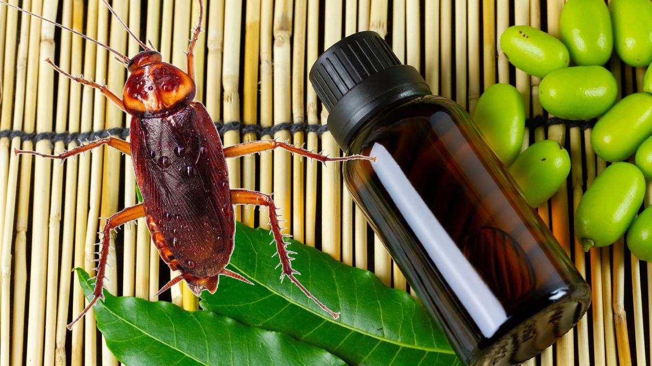 Aceite de neem para eliminar cucarachas