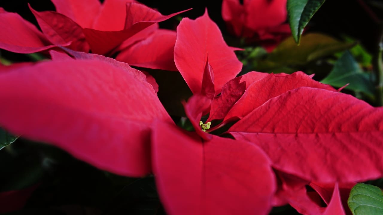 como usar nochebuena para tos