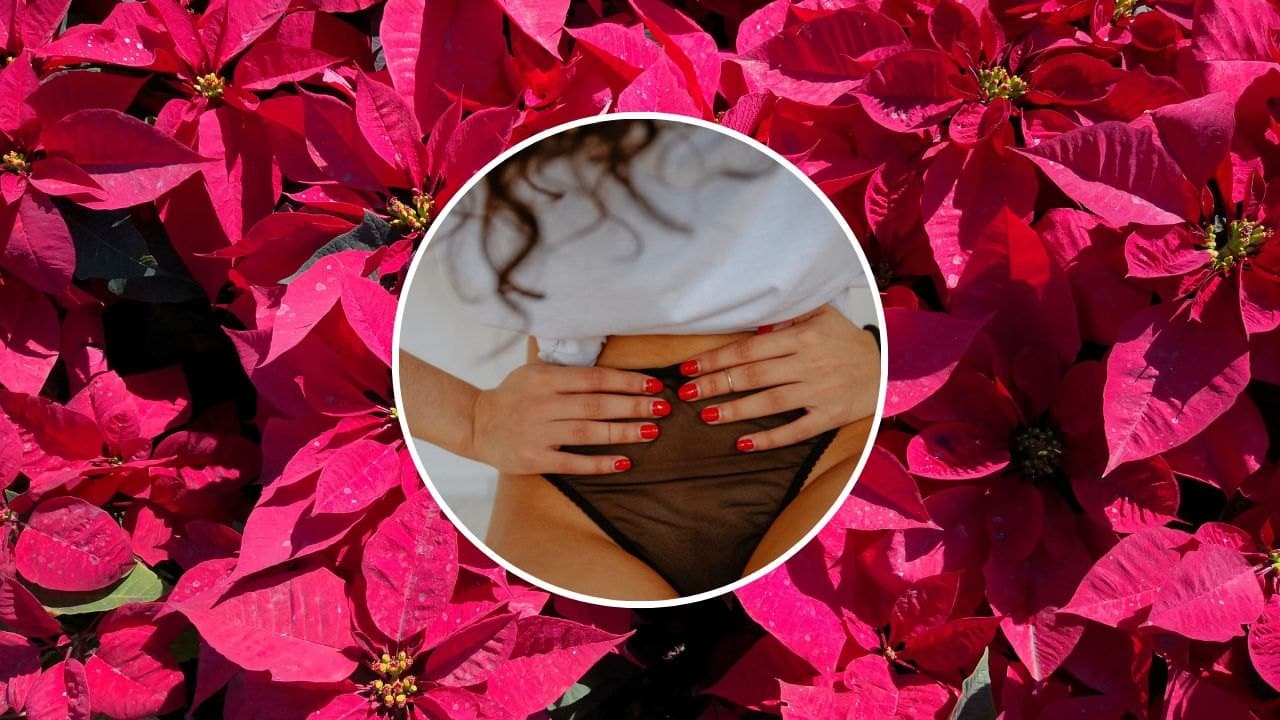 flor de nochebuena para colicos