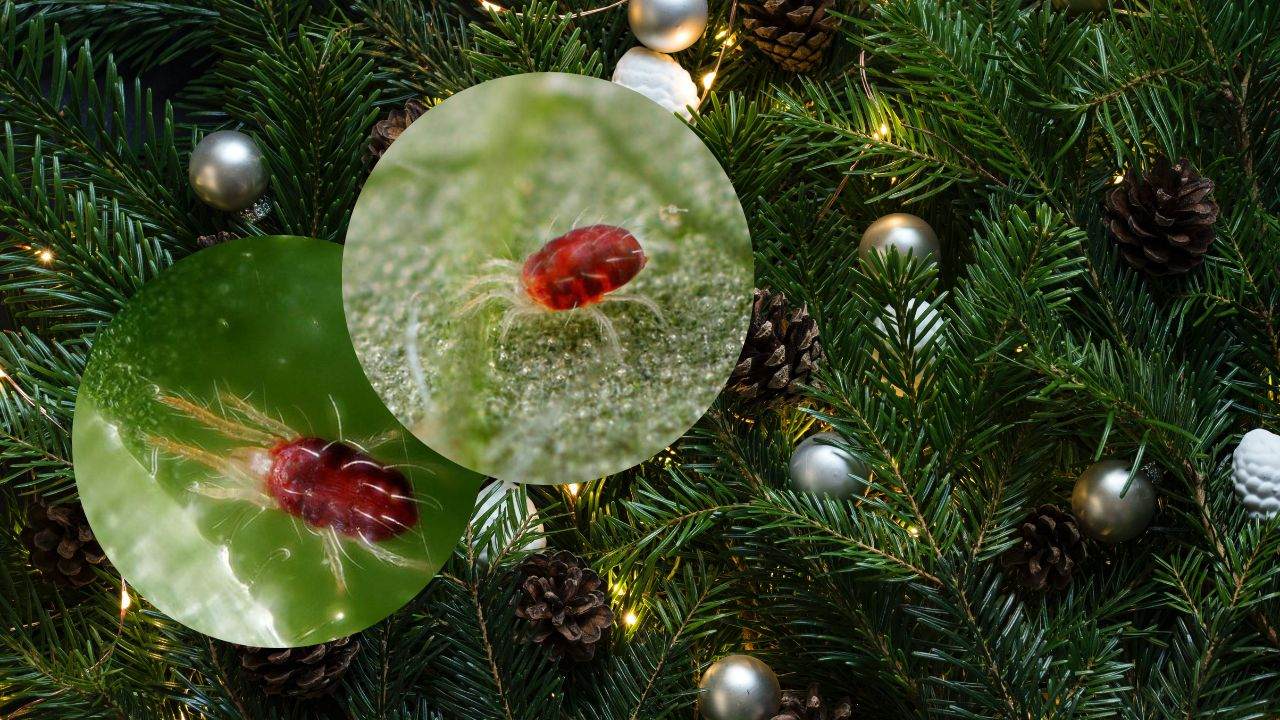 plagas arbol de navidad