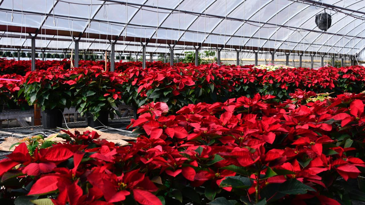 Dónde comprar nochebuenas más baratas en CDMX