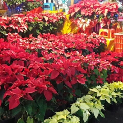 Dónde comprar nochebuenas más baratas en CDMX