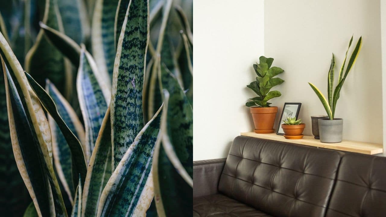 donde colocar lengua de suegra