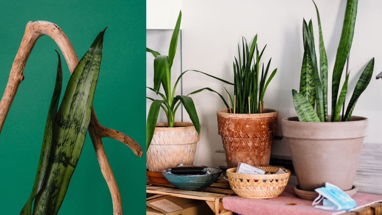 ubicacion sansevieria feng shui
