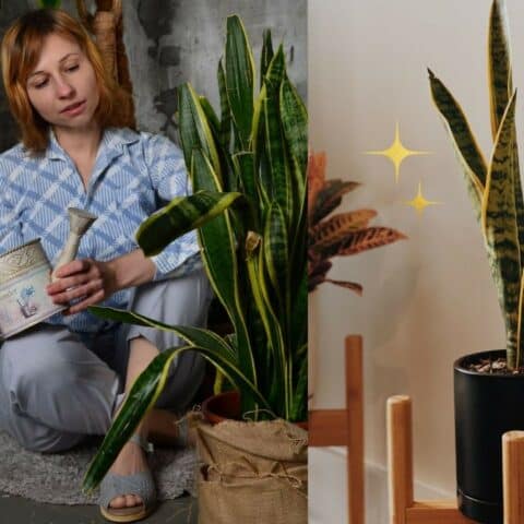 donde poner lengua de suegra