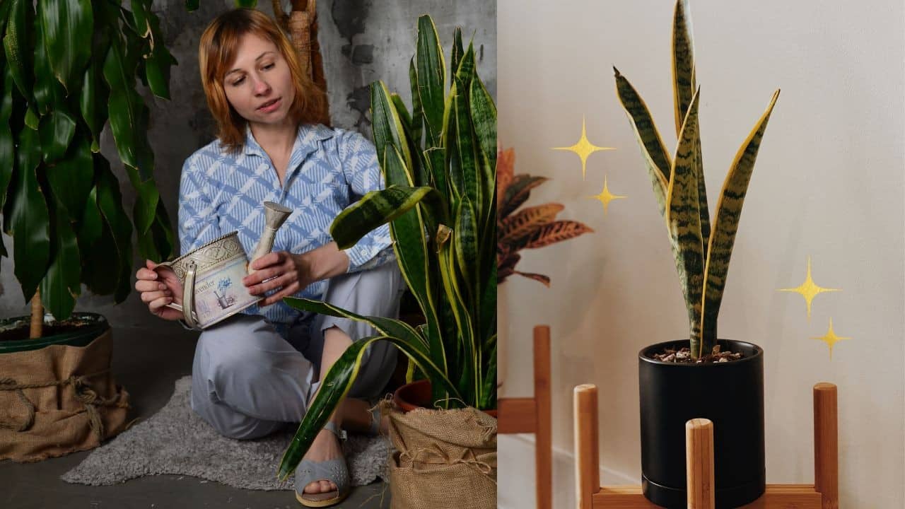 donde poner lengua de suegra