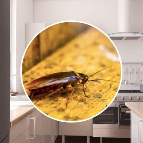 rincon secreto cucarachas