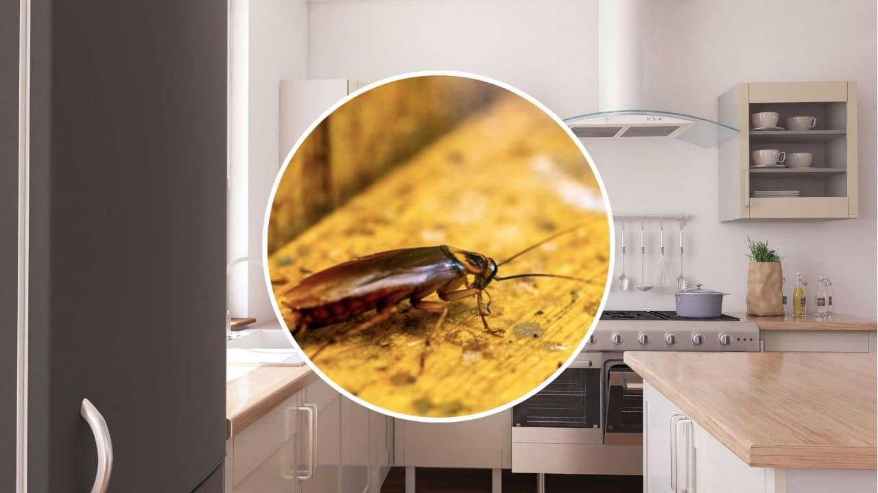 rincon secreto cucarachas