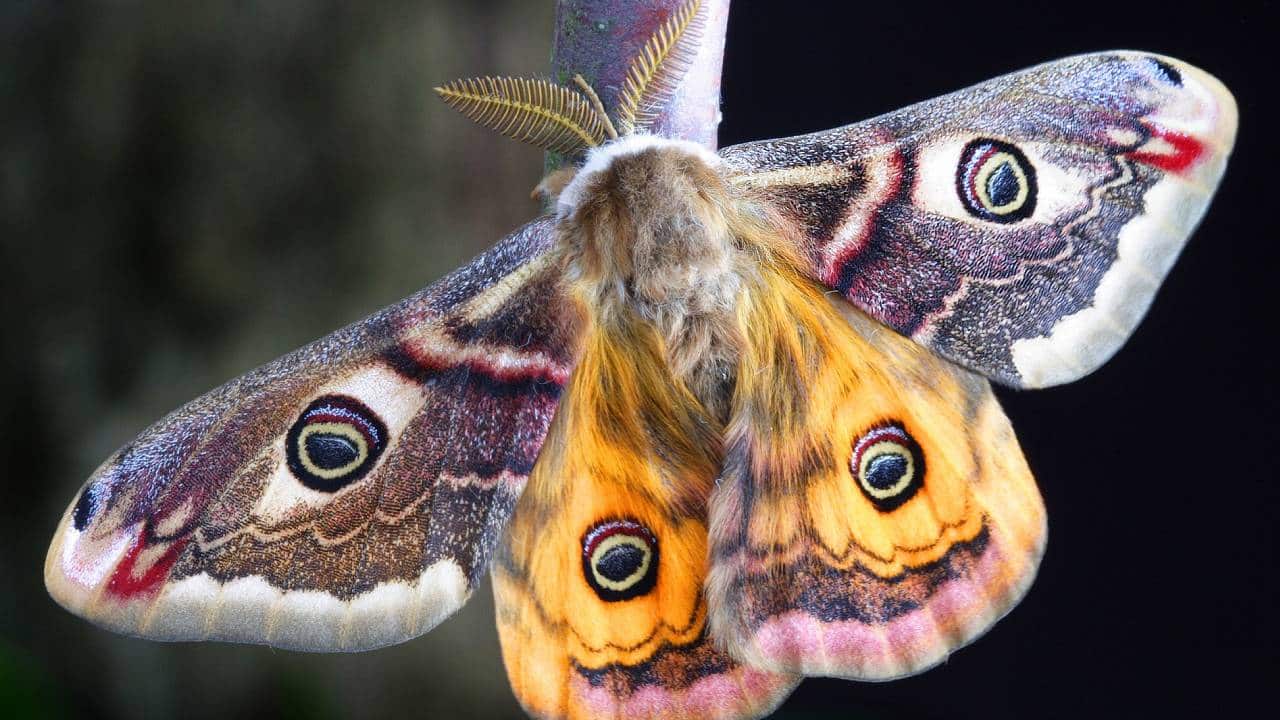 El significado espiritual de las polillas