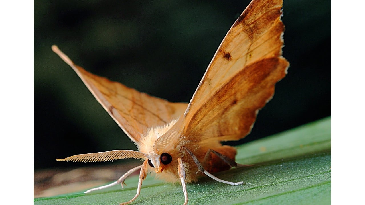El significado espiritual de las polillas