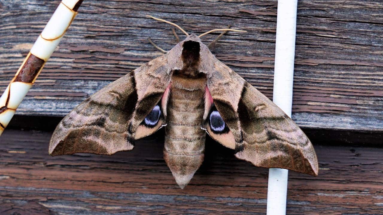 El significado espiritual de las polillas