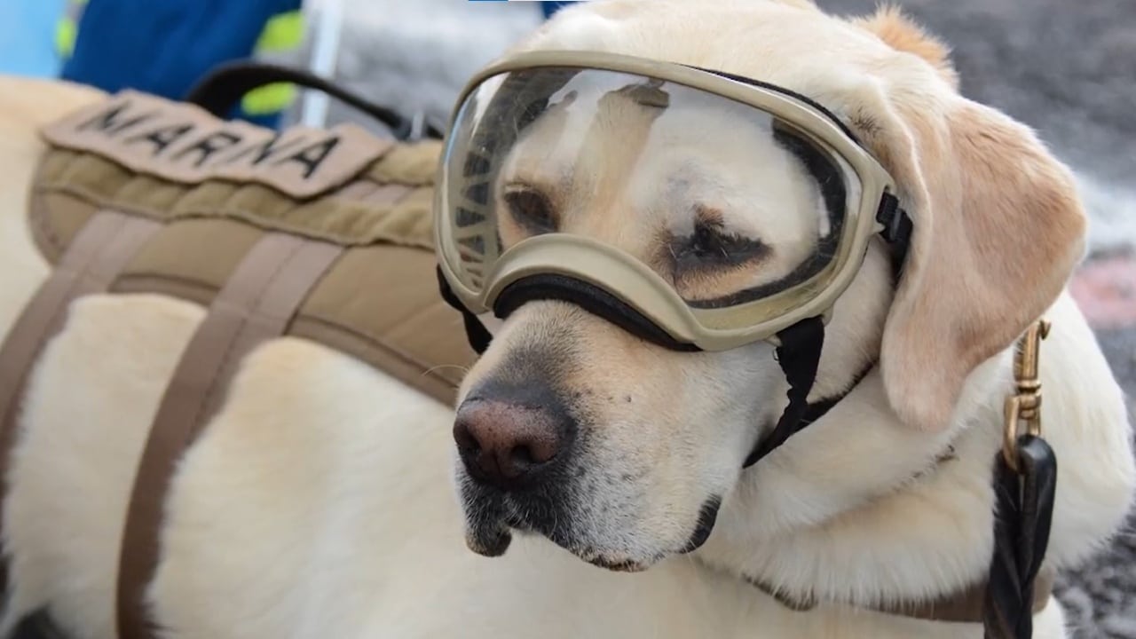 Causa de muerte de Frida, perrita rescatista