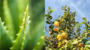 fertilizante natural de aloe