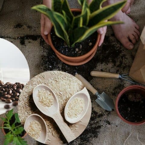Fertilizante de arroz y café