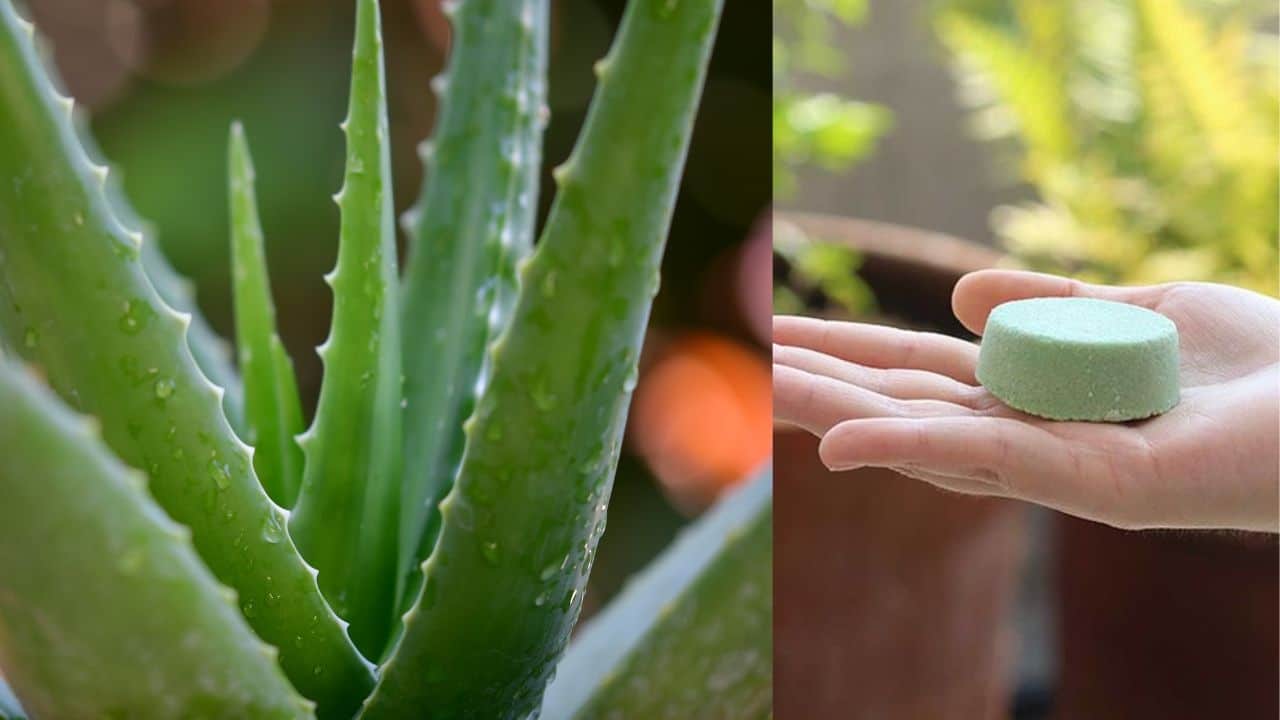 shampoo de aloe vera beneficios
