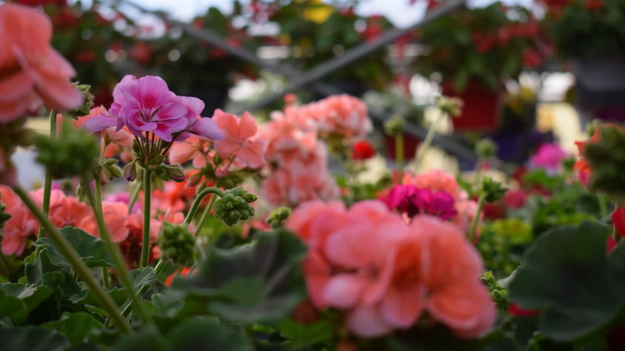 Ingrediente para que tus plantas se llenen de flores