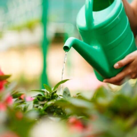 Ingrediente para que tus plantas se llenen de flores