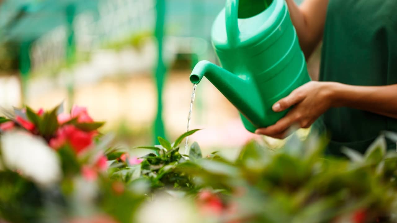 Ingrediente para que tus plantas se llenen de flores