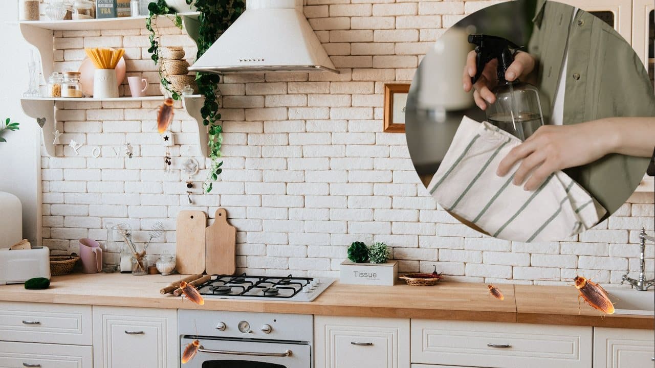 alejar la plaga de cucarachas