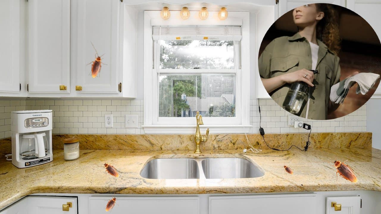 eliminar las cucarachas de tu cocina
