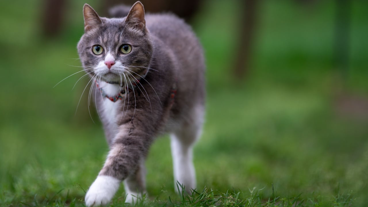 La palabra para que los gatos te hagan caso