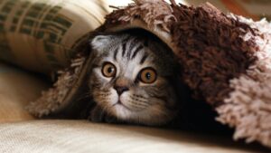 La palabra para que los gatos te hagan caso