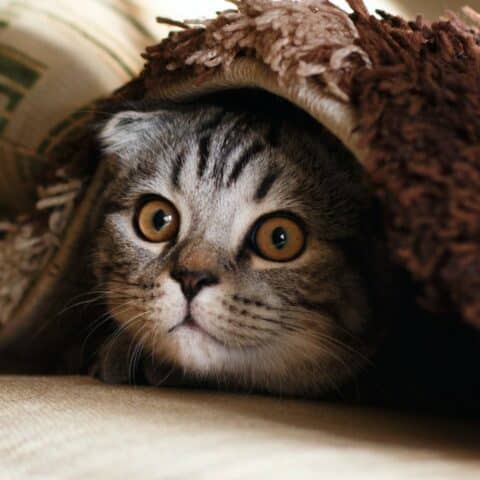 La palabra para que los gatos te hagan caso