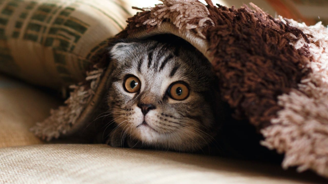 La palabra para que los gatos te hagan caso