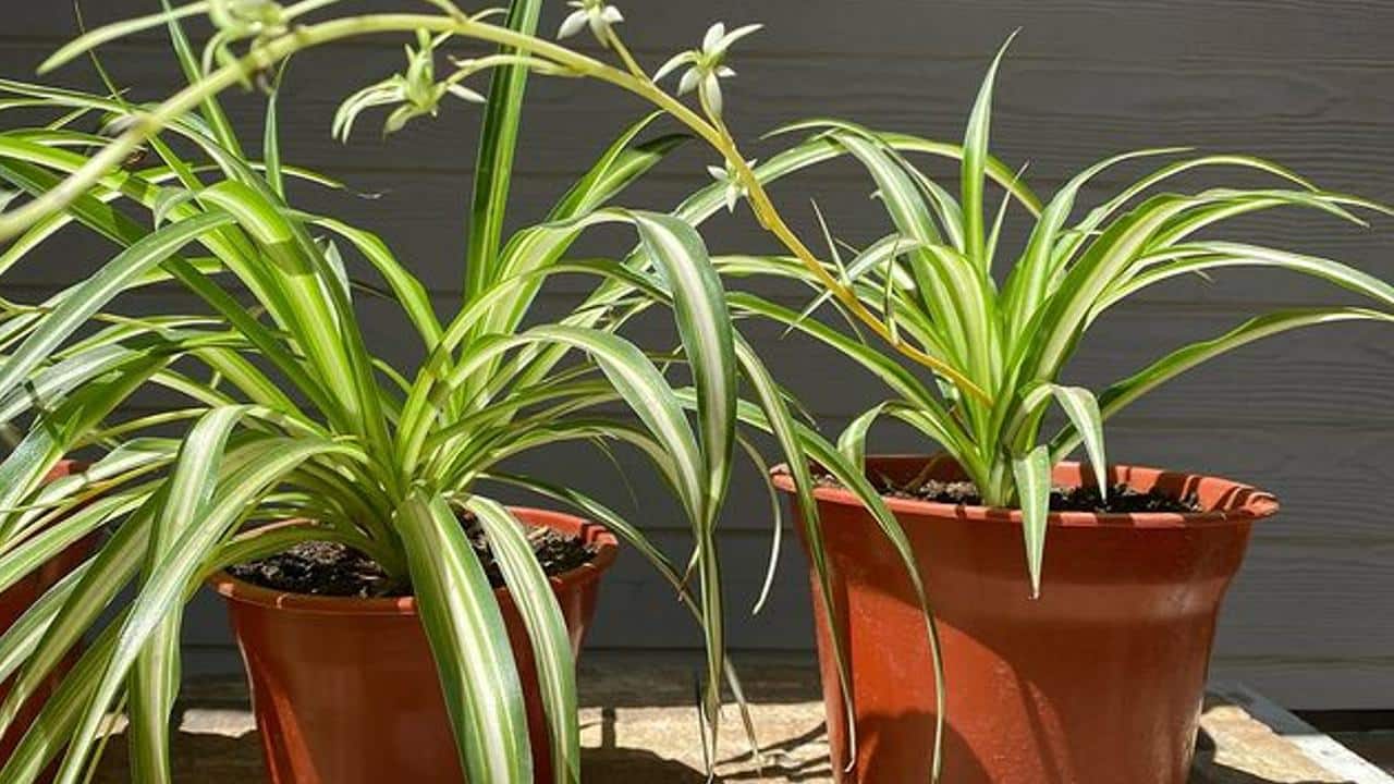 propagar una planta lazo