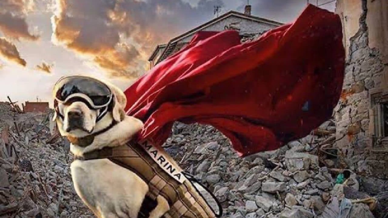 murio frida perrita rescatista