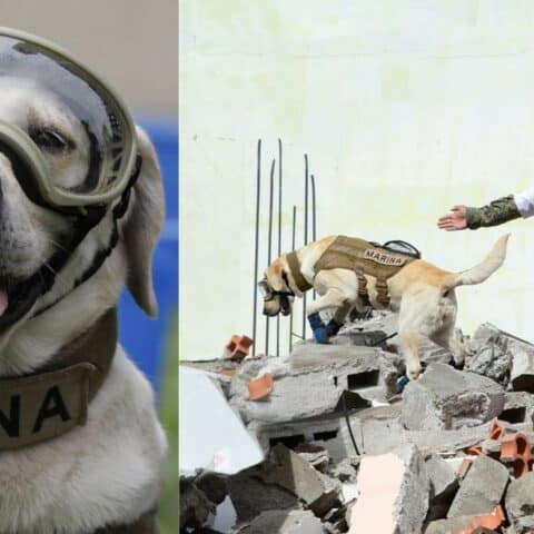 muere frida perrita rescatista