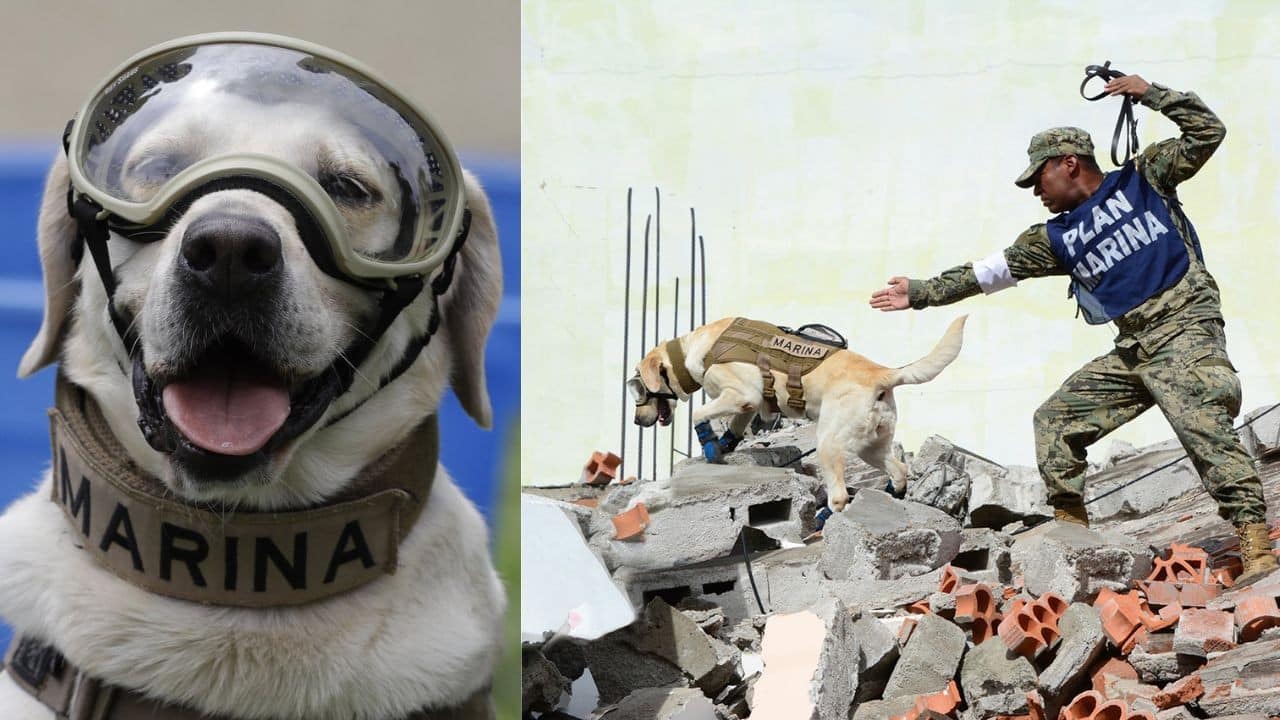 muere frida perrita rescatista