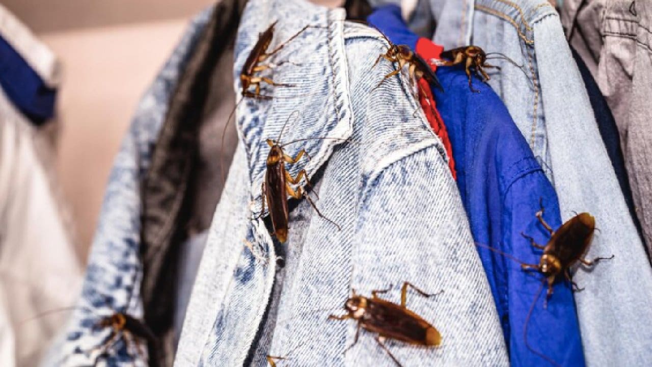 como eliminar cucarachas