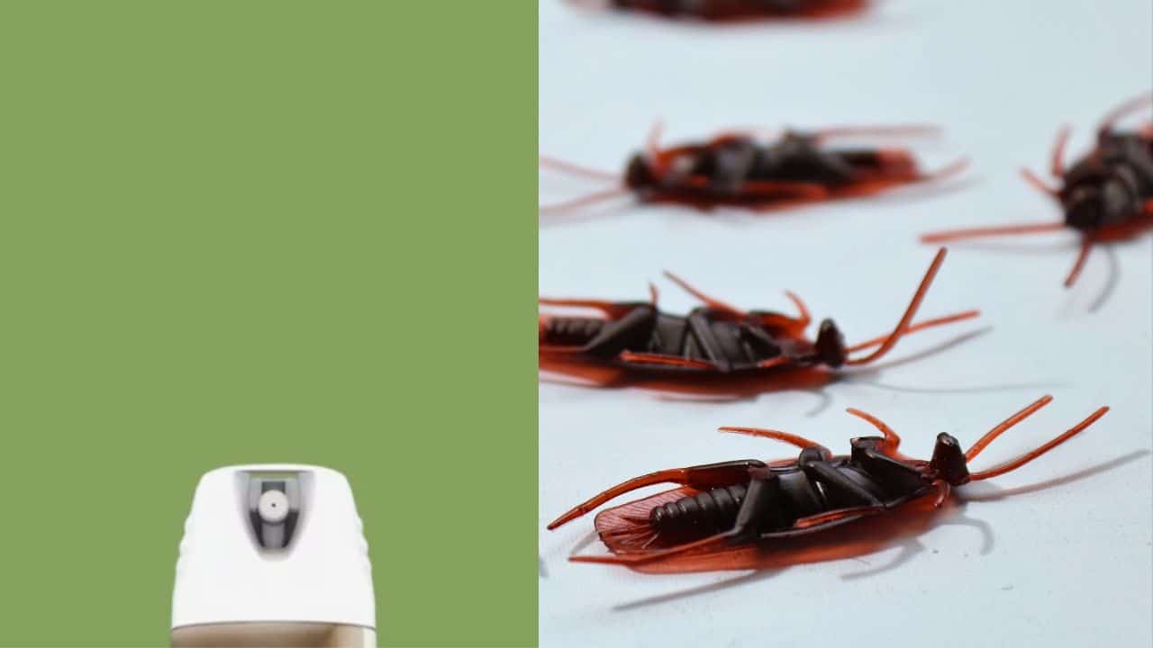 por que raid no elimino cucarachas