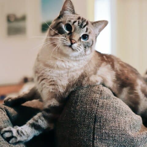 Por qué los gatos se afilan las uñas en el sillón