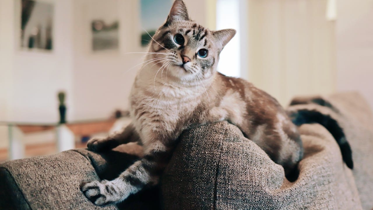 Por qué los gatos se afilan las uñas en el sillón