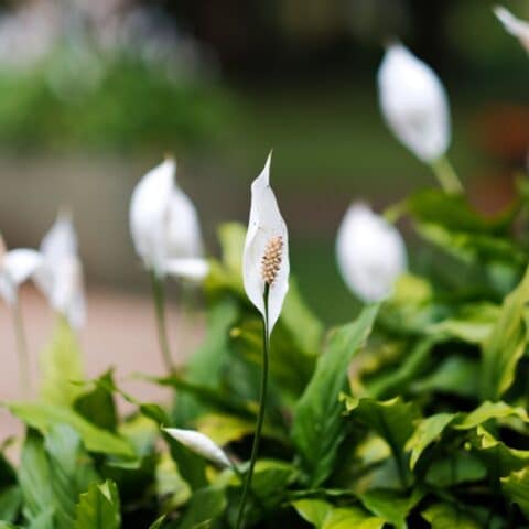 Por qué tu cuna de Moisés no florece y cómo lograrlo