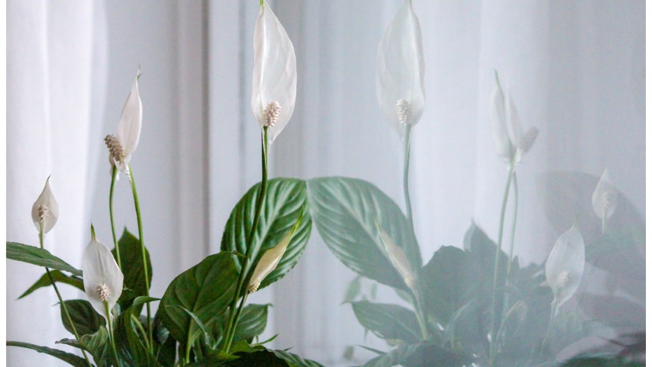 Por qué tu cuna de Moisés no florece