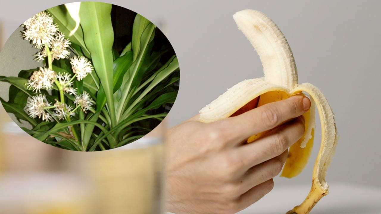 plátano para fertilizar