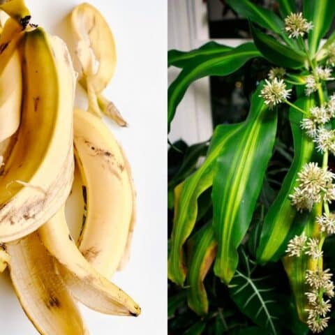 fertilizante con cáscara de plátano