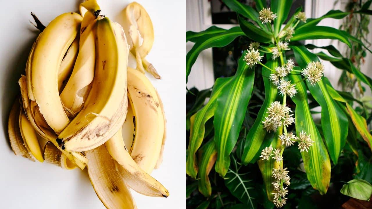 fertilizante con cáscara de plátano