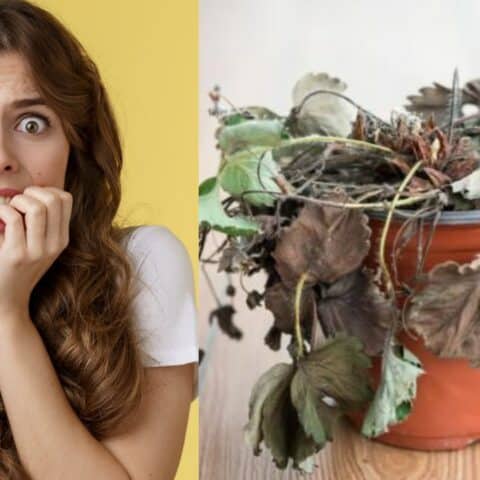 Puntas cafés en las hojas de tus plantas