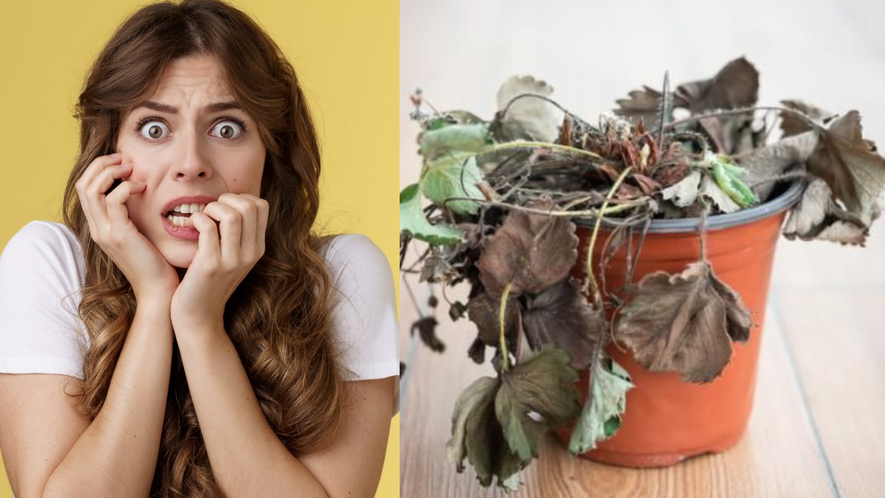 Puntas cafés en las hojas de tus plantas