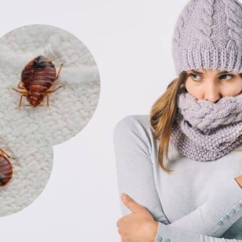 chinches en invierno